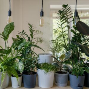 How frequently should you repot your indoor houseplants